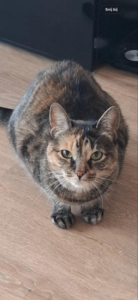 Vermist hengelo (o), Dieren en Toebehoren, Kat