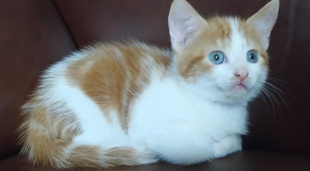 Lieve schattige kittens., Dieren en Toebehoren, Meerdere dieren, 0 tot 2 jaar
