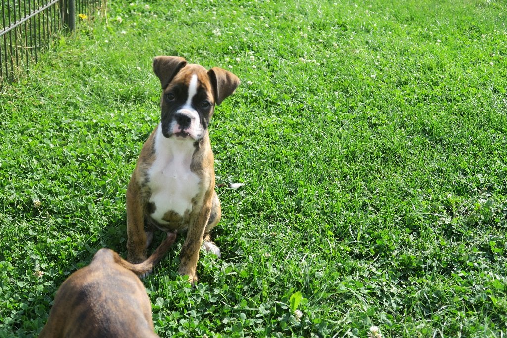 Vrolijke Boxer pups, Dieren en Toebehoren, Honden | Bulldogs, Pinschers en Molossers, Meerdere dieren, Overige rassen, Fokker | Professioneel