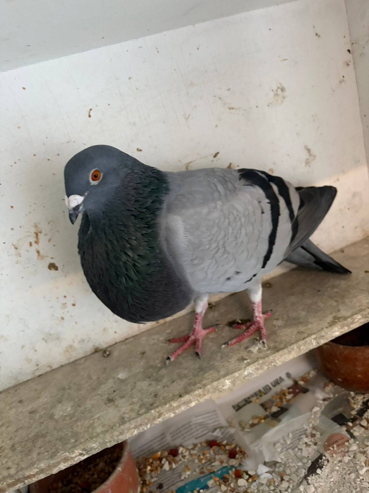 Kropper/duif, Dieren en Toebehoren, Vogels | Duiven, Vrouwelijk, Kropper