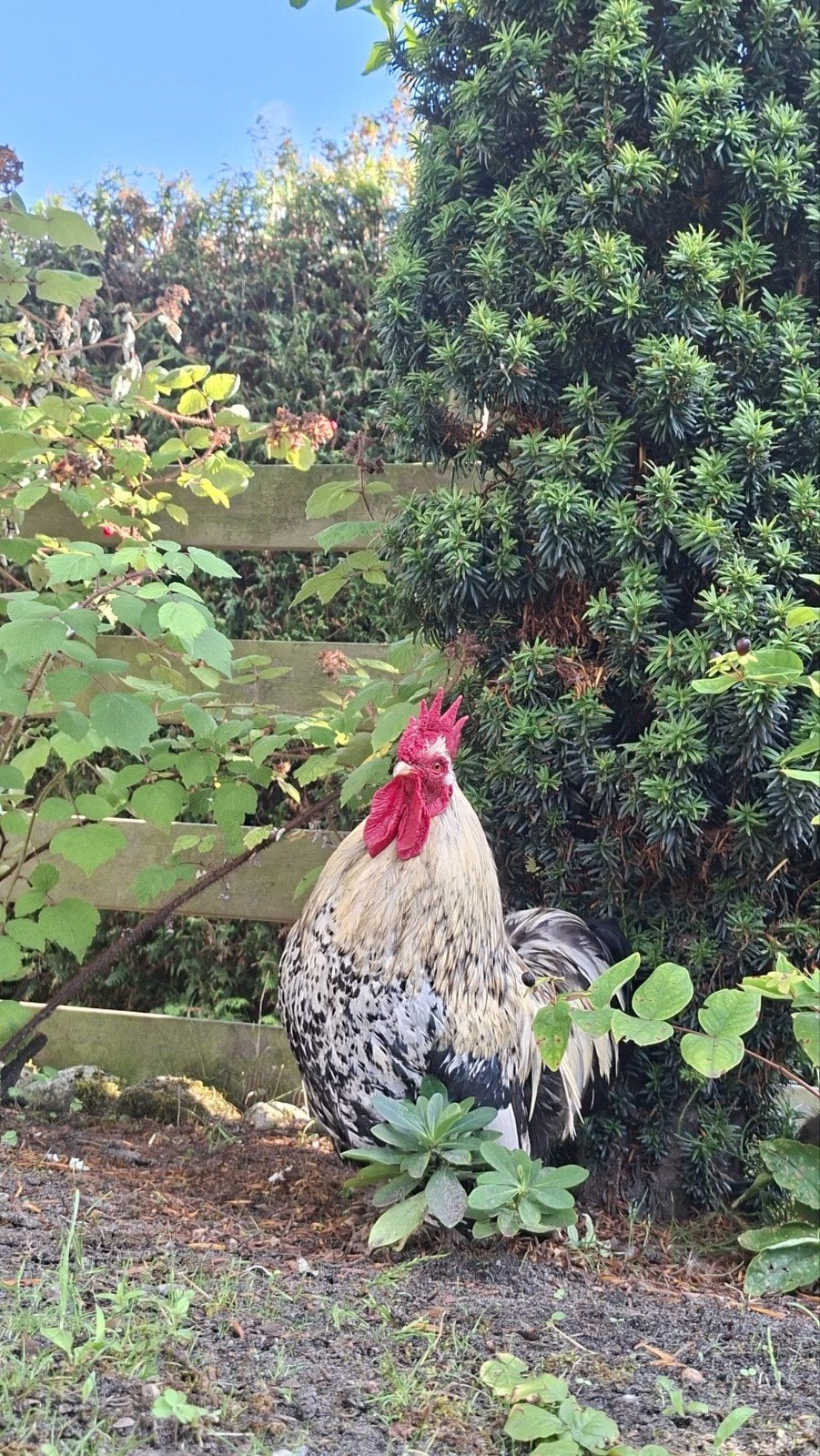 wyandotte kriel haantje gratis, Dieren en Toebehoren, Pluimvee, Mannelijk, Kip