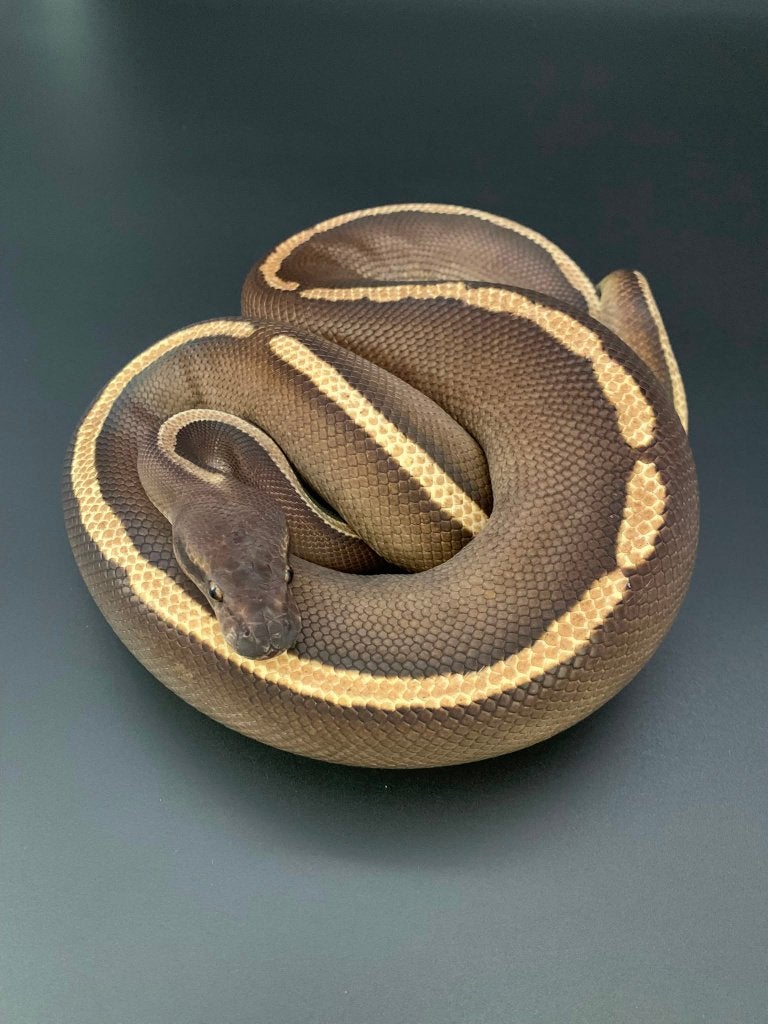 1.0 ghi mojave het piebald python regius Ball Python - male for sale from DemonSnakes