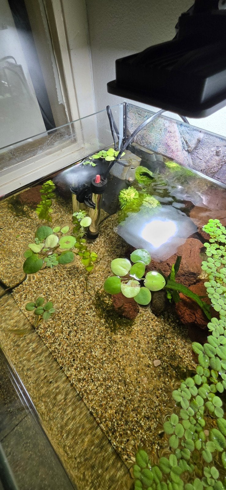Amazon Kikkerbeet Drijfplant Aquarium Planten, Vis