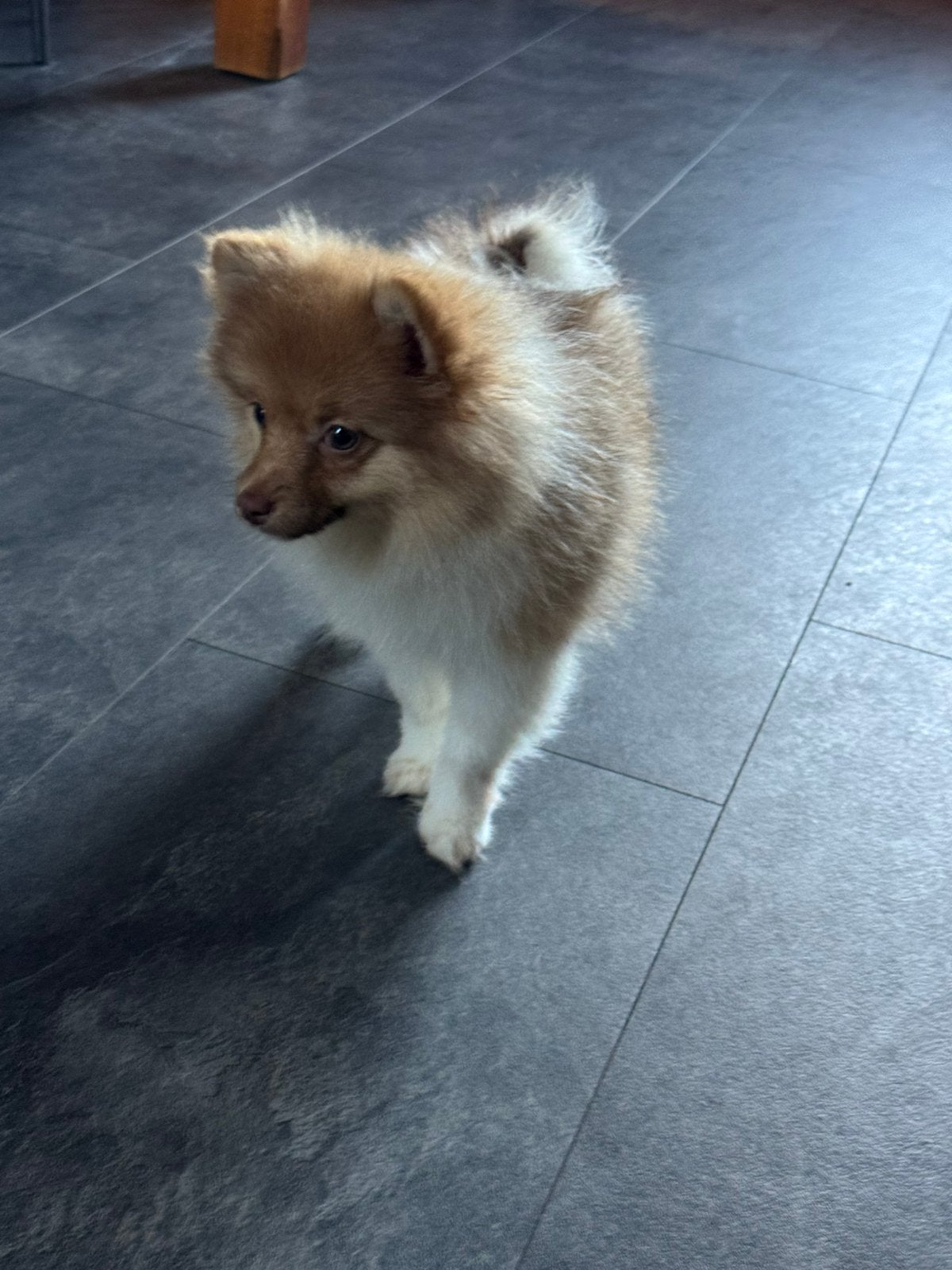 Pomeriaan  🩷🐶. Mag verhuizen 🐾🏡, Parvo, Overige rassen, 8 tot 15 weken, Teef