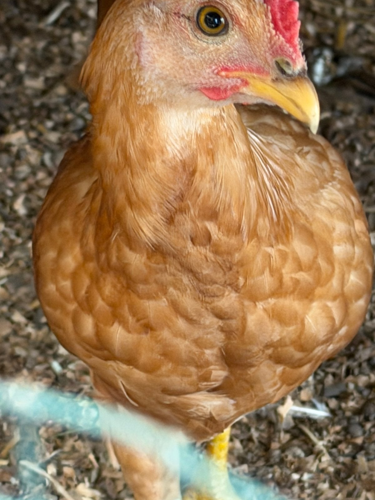 Jonge kriel haan gratis, Dieren en Toebehoren, Mannelijk, Kip