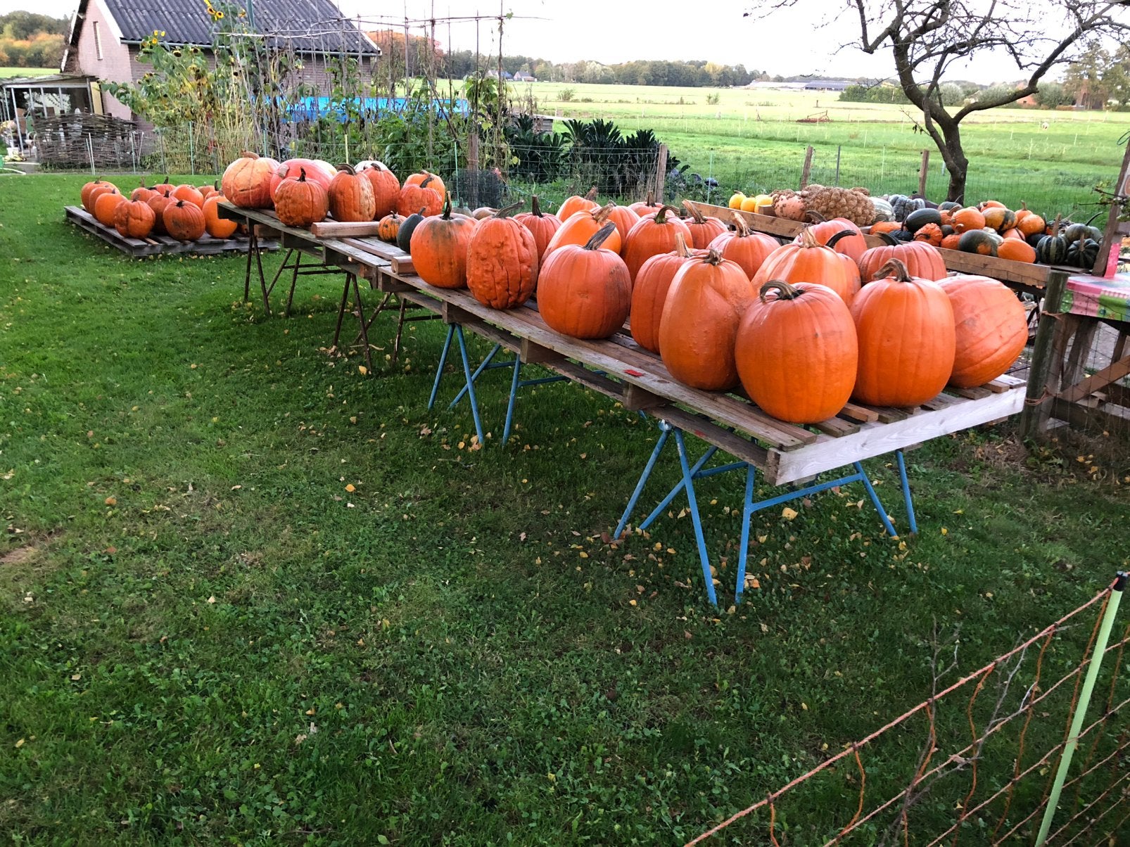 Mooie Halloween Pompoenen, Eetbare pompoenen, Sierpompoenen, Ophalen