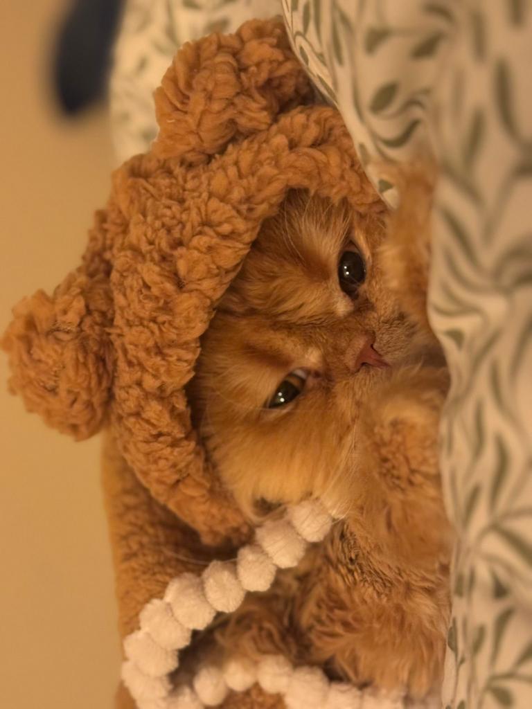 Perzische kat, Dieren en Toebehoren, Katten en Kittens | Raskatten | Langhaar, Kater, 0 tot 2 jaar