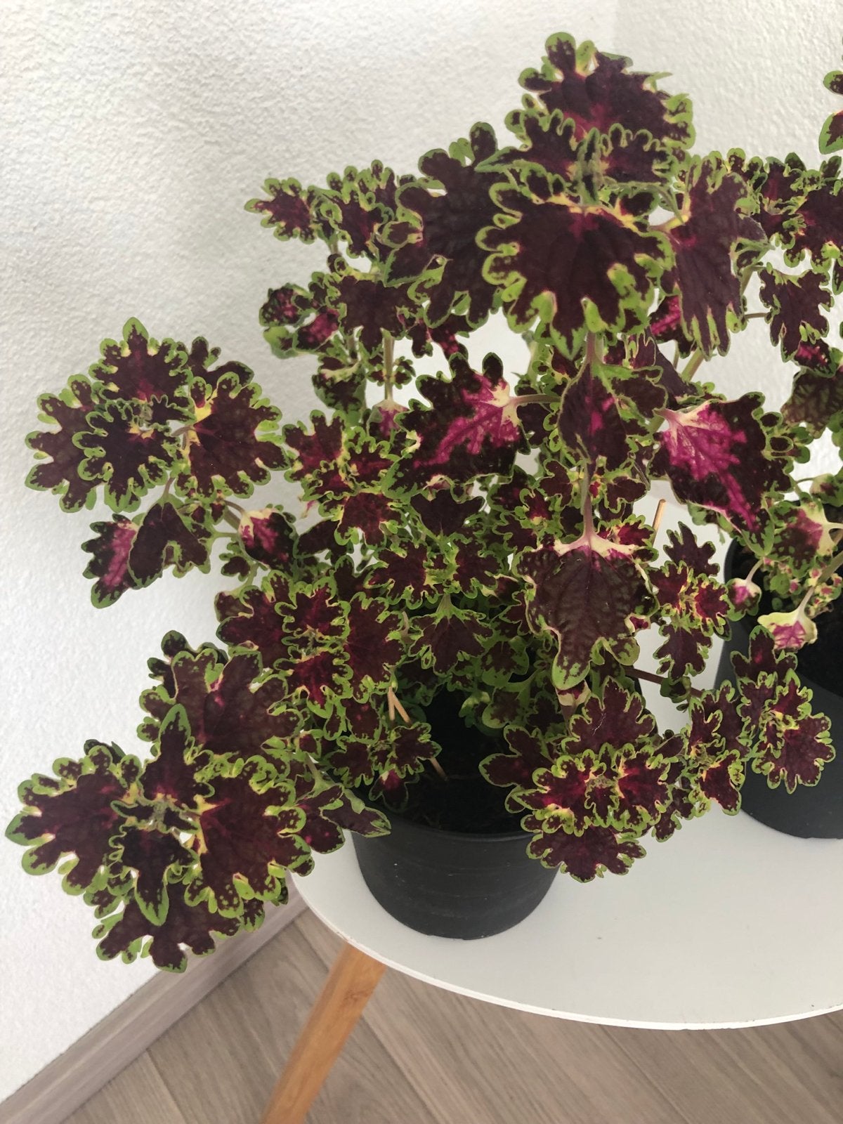 Coleus plant met prachtige paars-groene bladeren, Eenjarig, Bloeit niet, Halfschaduw, Ophalen