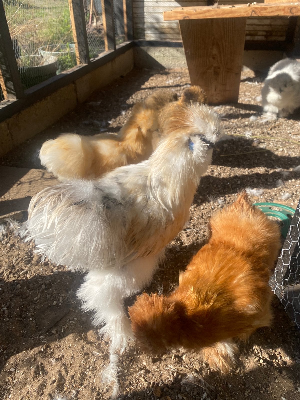 Zijde hoen haan., Dieren en Toebehoren, Pluimvee, Mannelijk, Kip