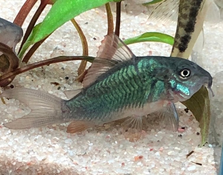 Corydora Green Emerald, Dieren en Toebehoren, Vissen | Aquariumvissen, Vis, Zoetwatervis, Schoolvis