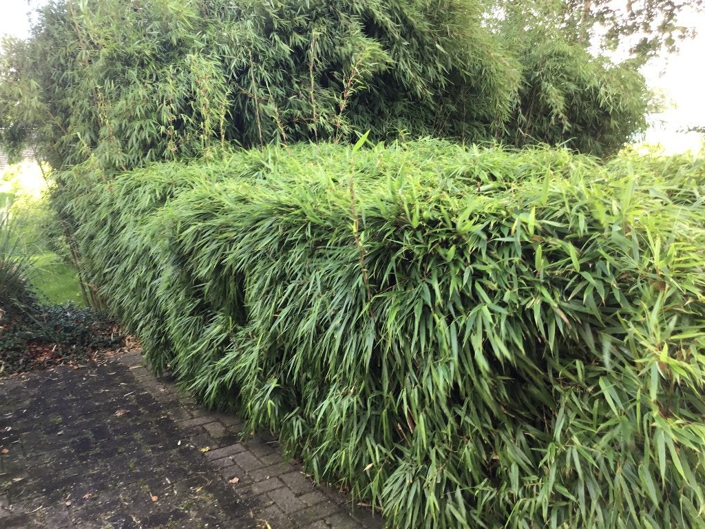 Fargesia Rufa, niet woekerende bamboe!!!, Tuin en Terras, Ophalen, Bamboe, Haag, 100 tot 250 cm