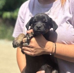 Pintas, Dieren en Toebehoren, 15 weken tot 1 jaar, Buitenland, Parvo, Eén hond