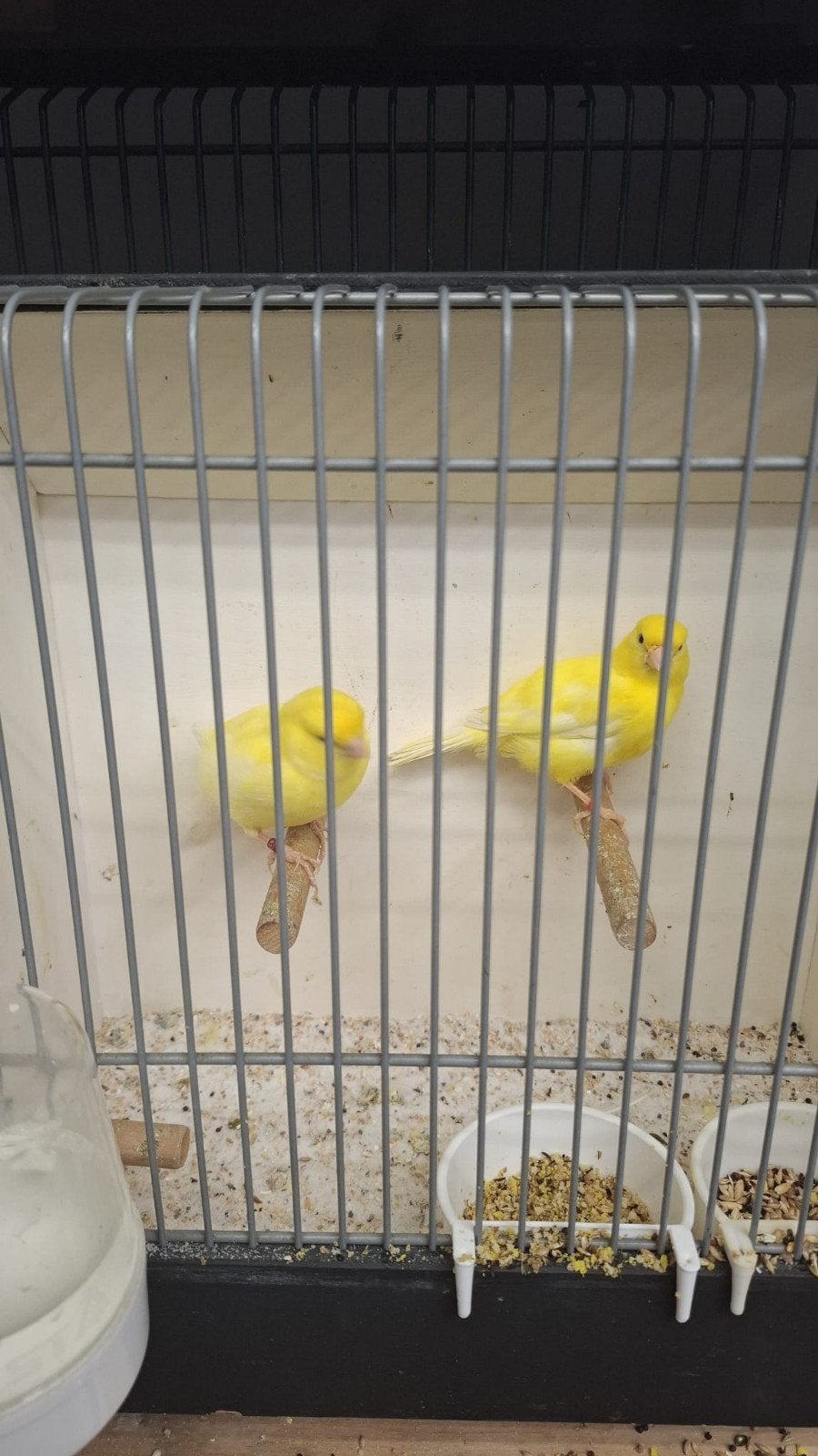 Koppel kanaries, Meerdere dieren, Kleurkanarie