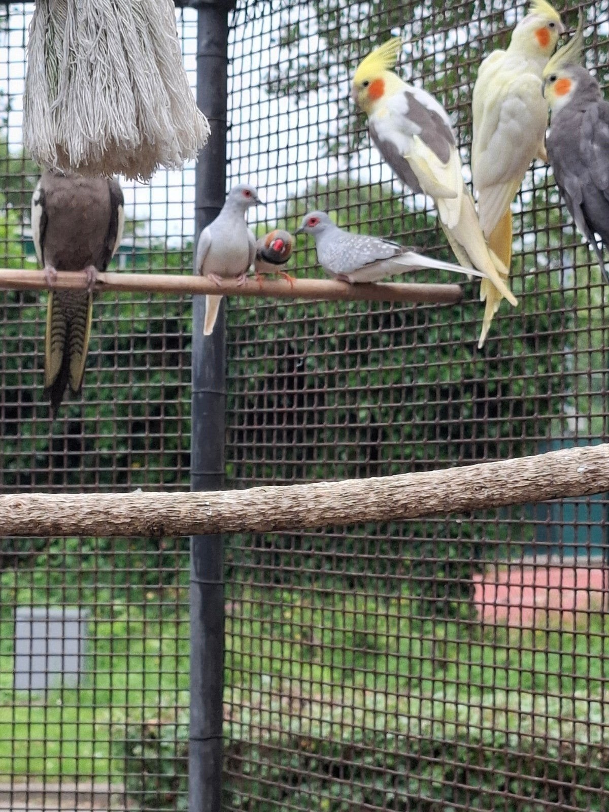 Diamantduifjes te koop: 5 euro per vogel, Dieren en Toebehoren, Overige soorten