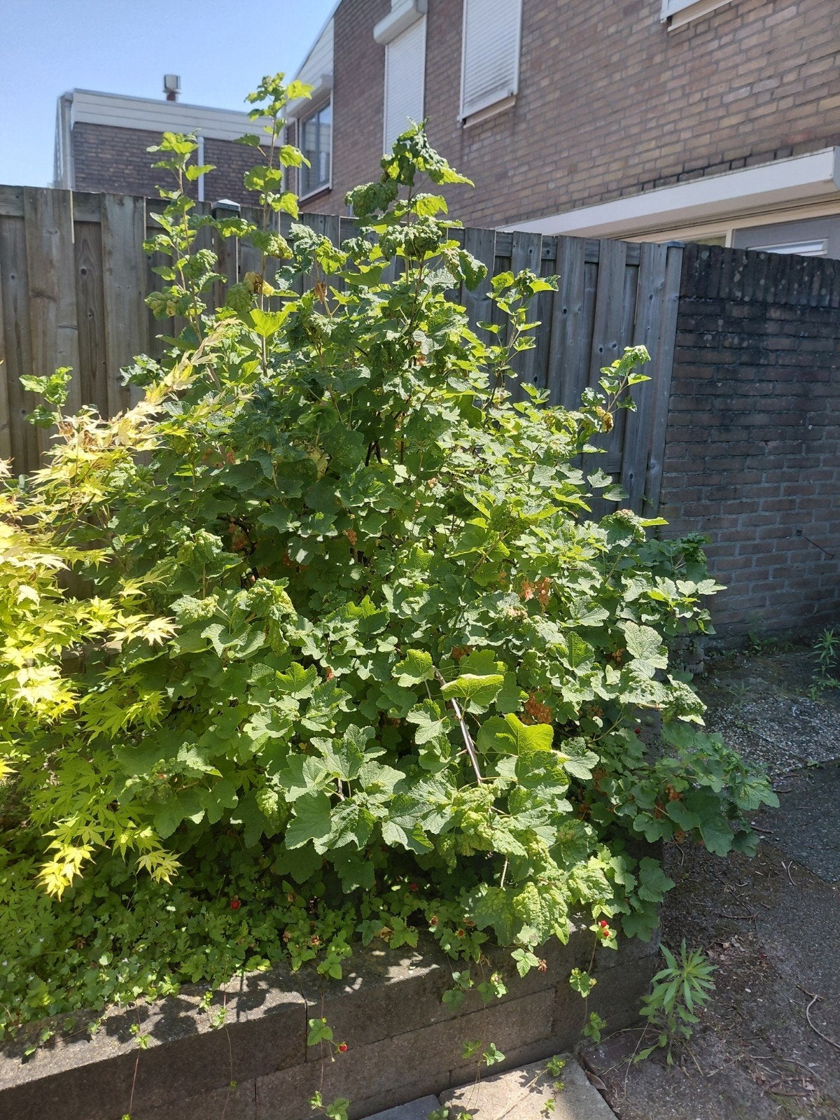 Grote struik met rode bessen, Ophalen, Overige soorten, Struik, 100 tot 250 cm