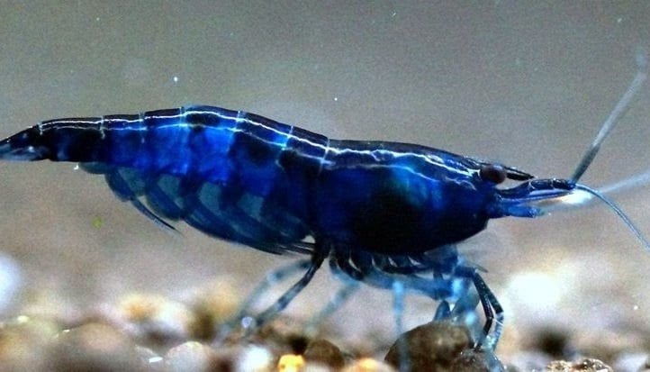 Bleu Dream, Dieren en Toebehoren, Vissen | Aquariumvissen, Kreeft, Krab of Garnaal