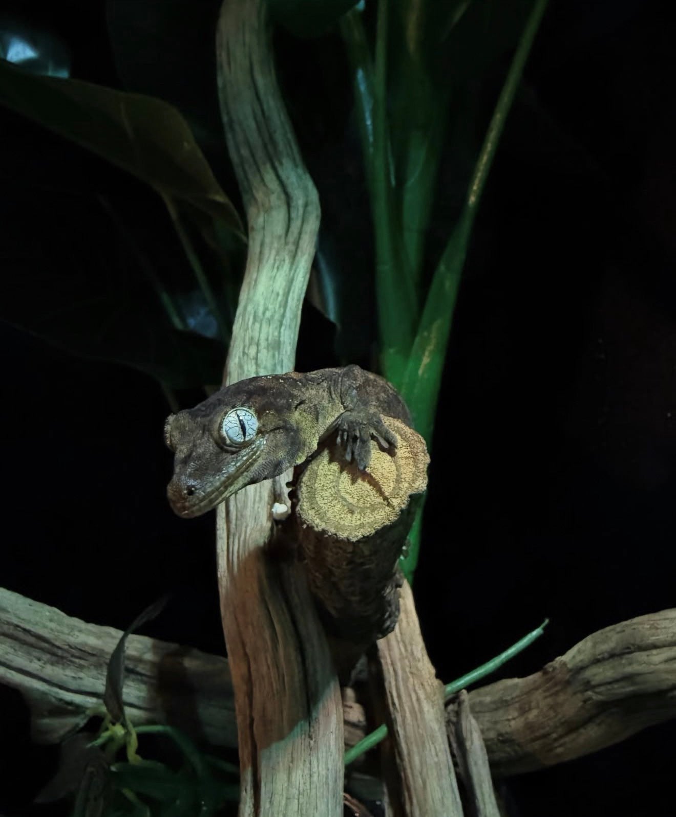 Bewezen man en vrouw chachoua gekko te koop, Hagedis, 3 tot 6 jaar