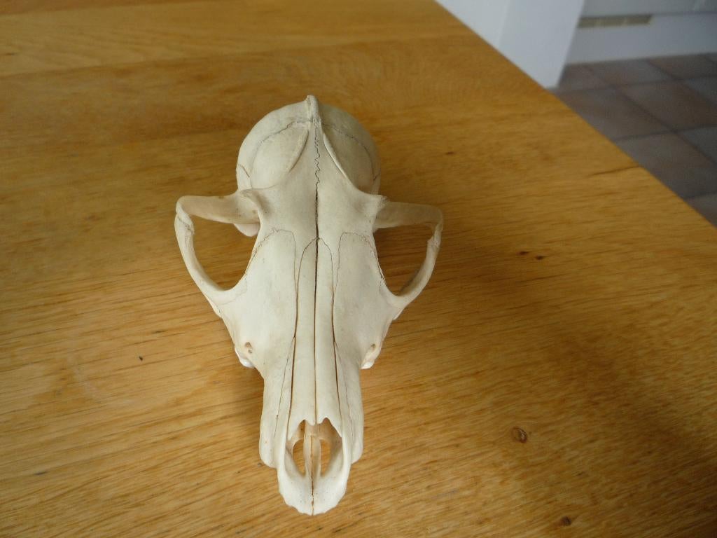 schedels dieren, Ophalen of Verzenden, Gebruikt, Wild dier, Schedel