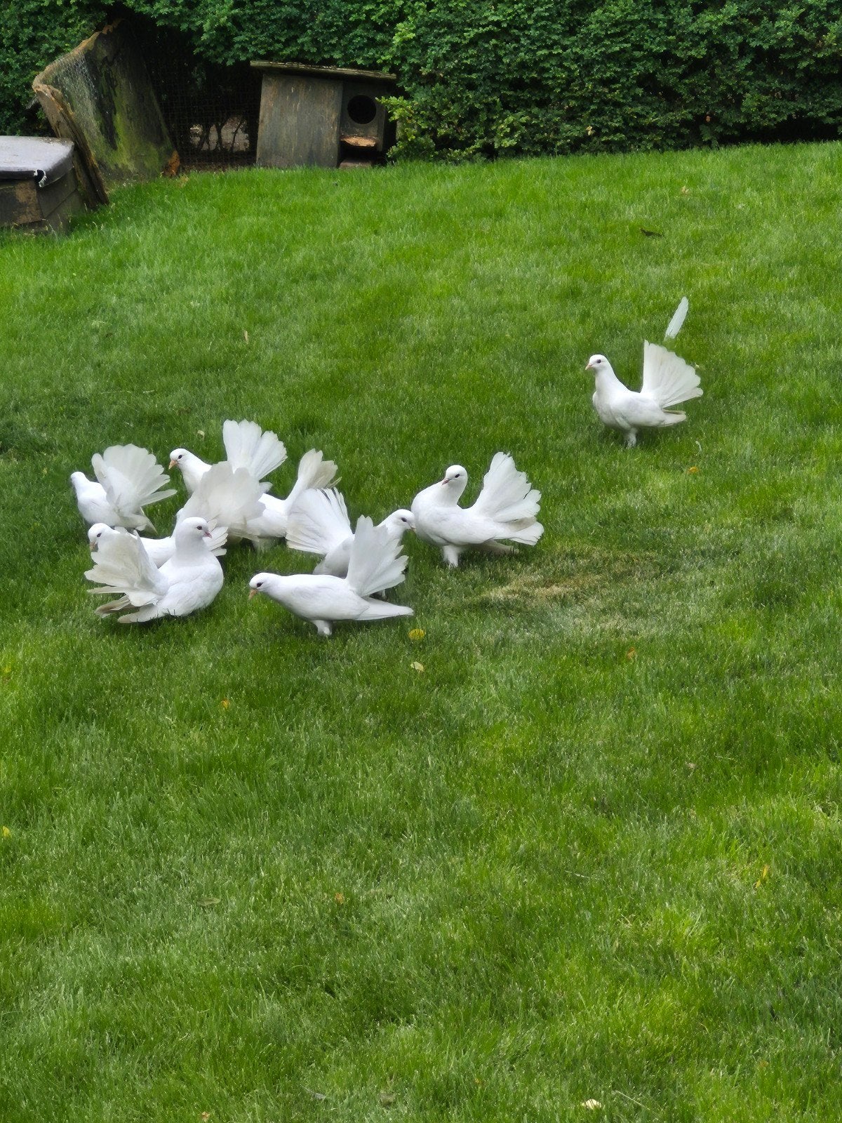 Medere koppels pauwstaart duiven te koop, Dieren en Toebehoren, Meerdere dieren, Overige soorten