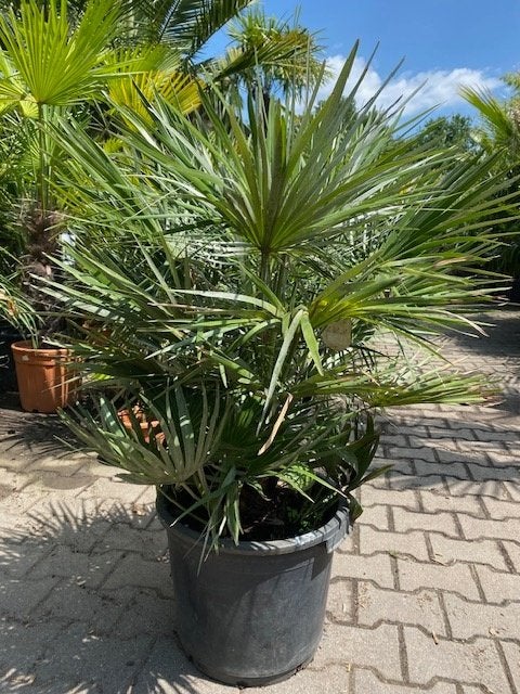 TE KOOP Chamaerops Humilis of Europese dwergpalm, Vaste plant, Halfschaduw, Zomer, Ophalen