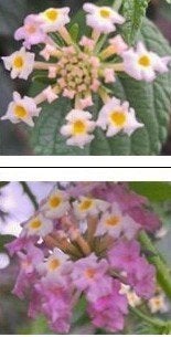 Lantana aculeata, Ophalen of Verzenden, Zomer, Overige soorten, Volle zon