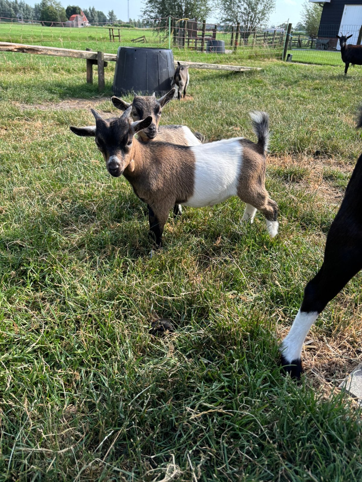 Bruine lakenvelder dwerggeit bok, Dieren en Toebehoren, Schapen, Geiten en Varkens, Mannelijk, Geit, 0 tot 2 jaar