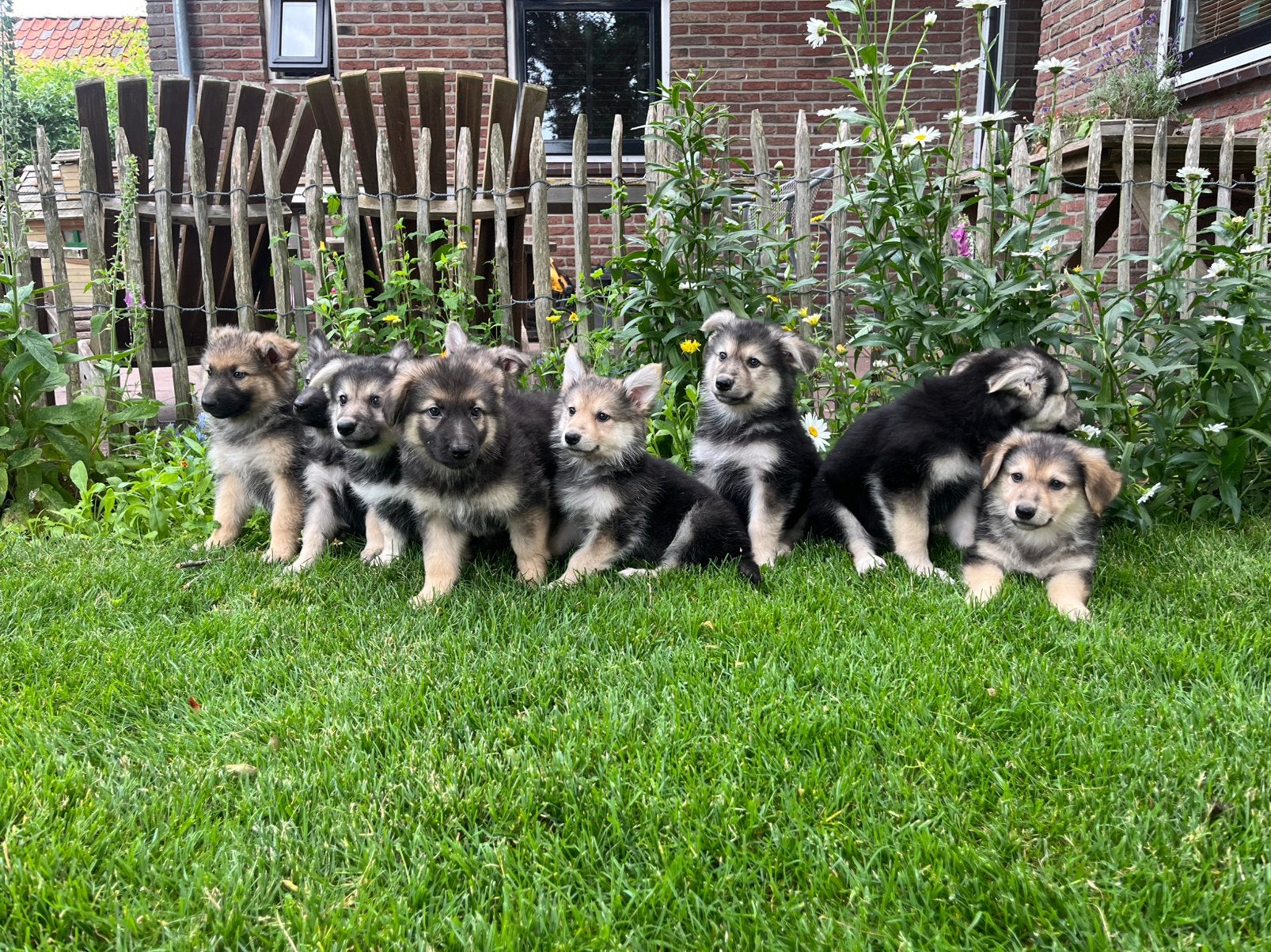 Prachtig nestje Zwitserse Witte herder x Oud Duitse herder, HCC (leverziekte), 8 tot 15 weken, Meerdere, Meerdere dieren