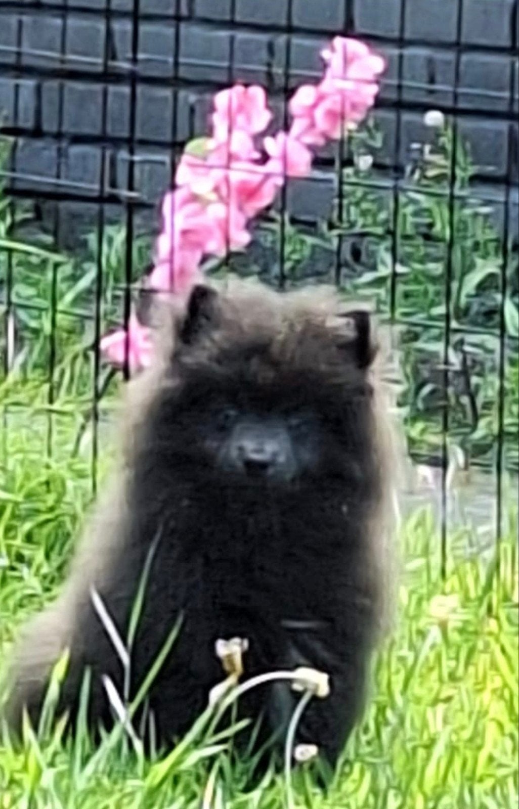 3 x enting gehad ; kort gebouwd  blauwe pomeriaan reutje, Keeshond, Meerdere, Meerdere dieren, Nederland