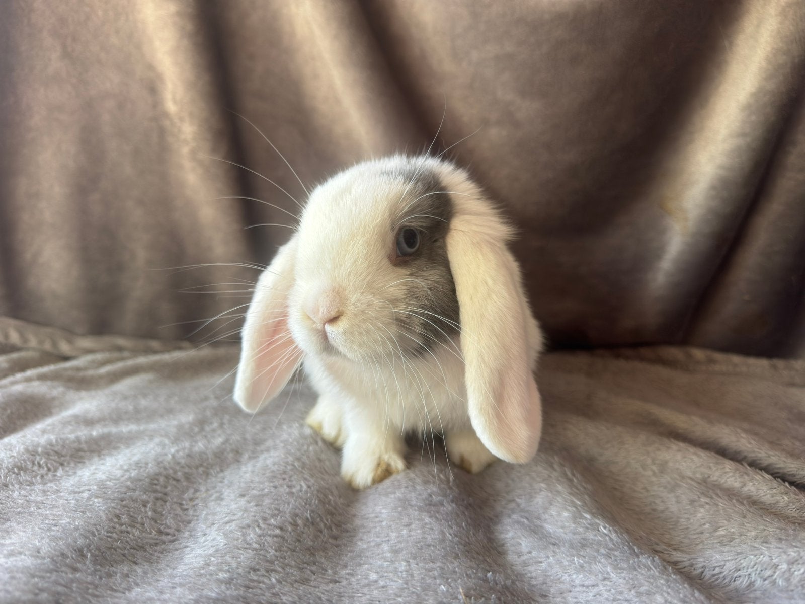 Nederlandse hangoor dwerg x mini lop Gecastreerde ram, Mannelijk, Dwerg, Hangoor, 0 tot 2 jaar