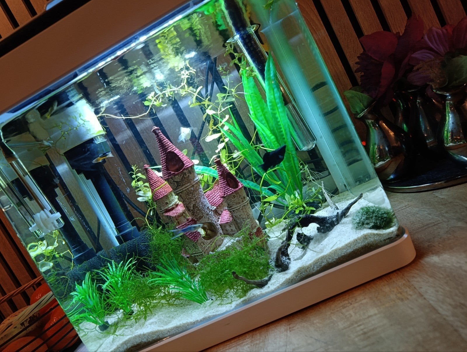 aquarium, Ophalen, Zo goed als nieuw, Leeg aquarium