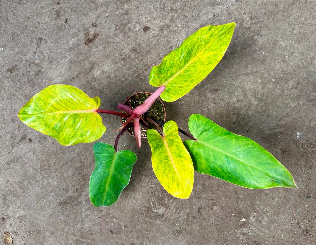 Philodendron Painted Lady p12, Huis en Inrichting, Kamerplanten, Ophalen of Verzenden