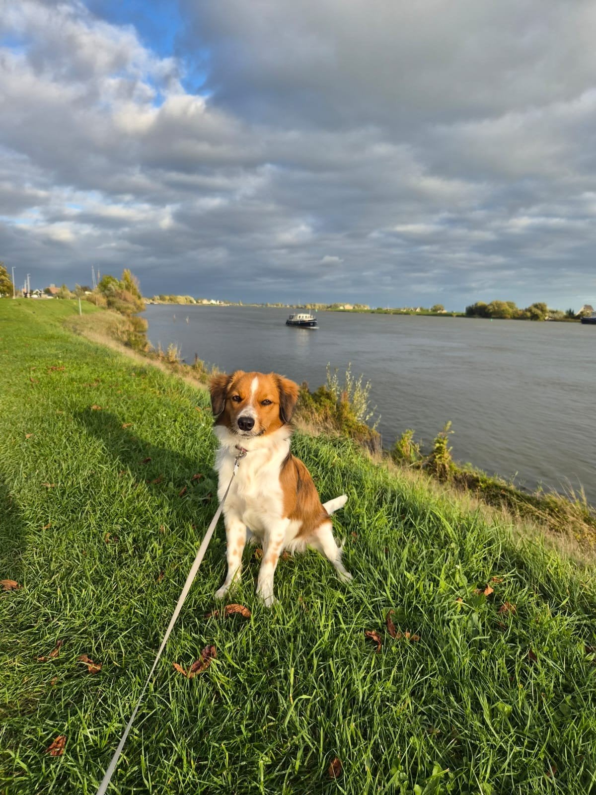 kooiker kruising friese stabij, 15 weken tot 1 jaar, Teef, Eén hond, Middel