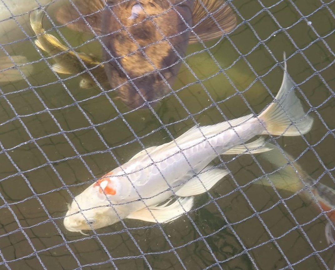 Doitsu Kohaku butterfly /vlinder koi, Karper of Koi