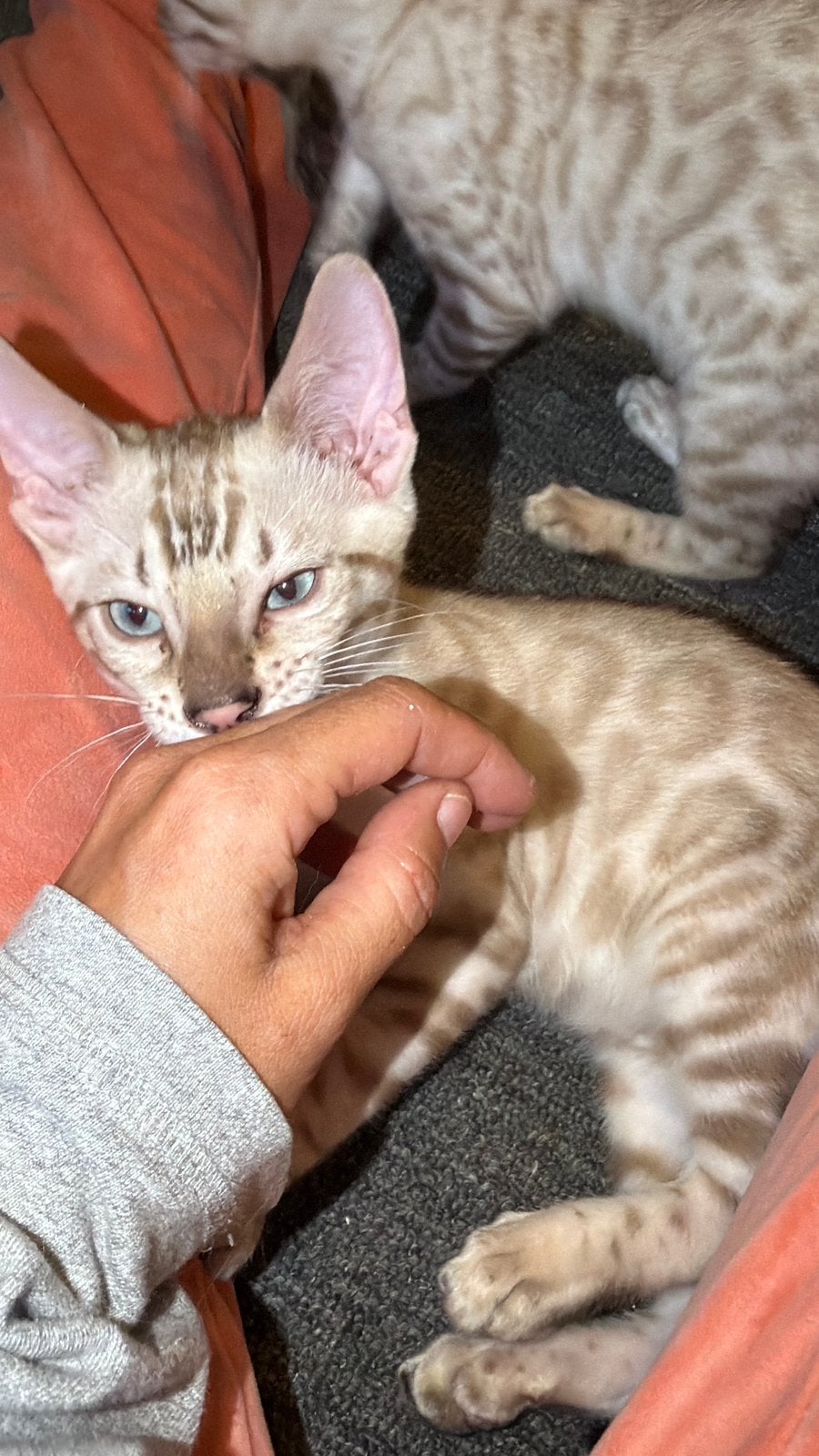 Bengaal Seal lynx katertje met stamboom, Dieren en Toebehoren, Katten en Kittens | Raskatten | Korthaar, Kater, Met stamboom, 0 tot 2 jaar