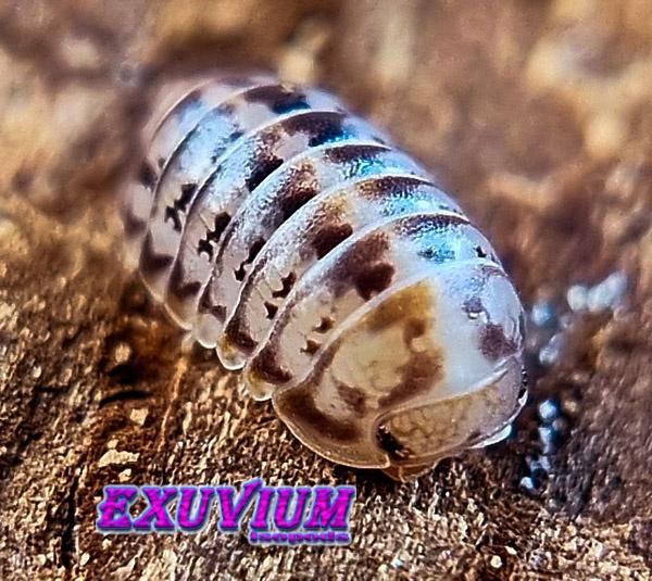 Spherillo raffaelei isopods / pissebedden, Dieren en Toebehoren, Insecten en Spinnen, Overige soorten