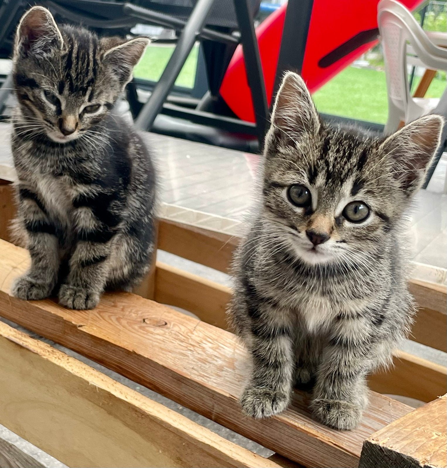 5 lieve kittens zoeken een gouden mandje, Meerdere dieren, Kortharig, 0 tot 2 jaar