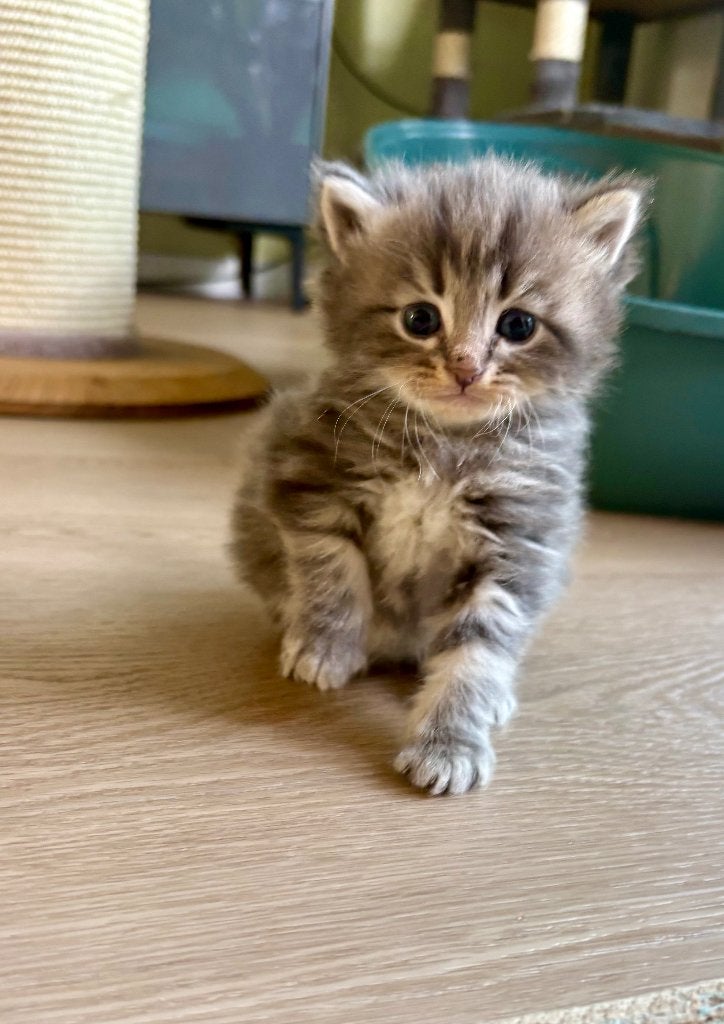 Siberische kat - kittens, Dieren en Toebehoren, Meerdere dieren, Met stamboom, 0 tot 2 jaar