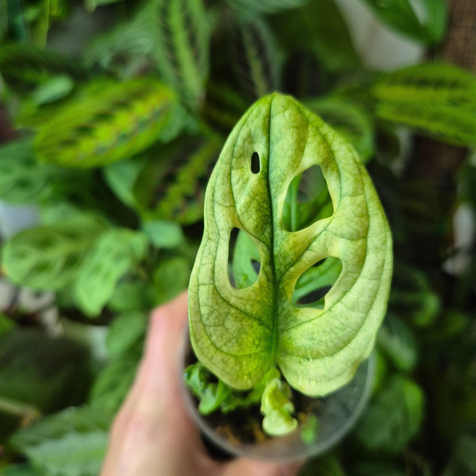 monstera adansonii albo variegata, Ophalen of Verzenden, Halfschaduw, Minder dan 100 cm