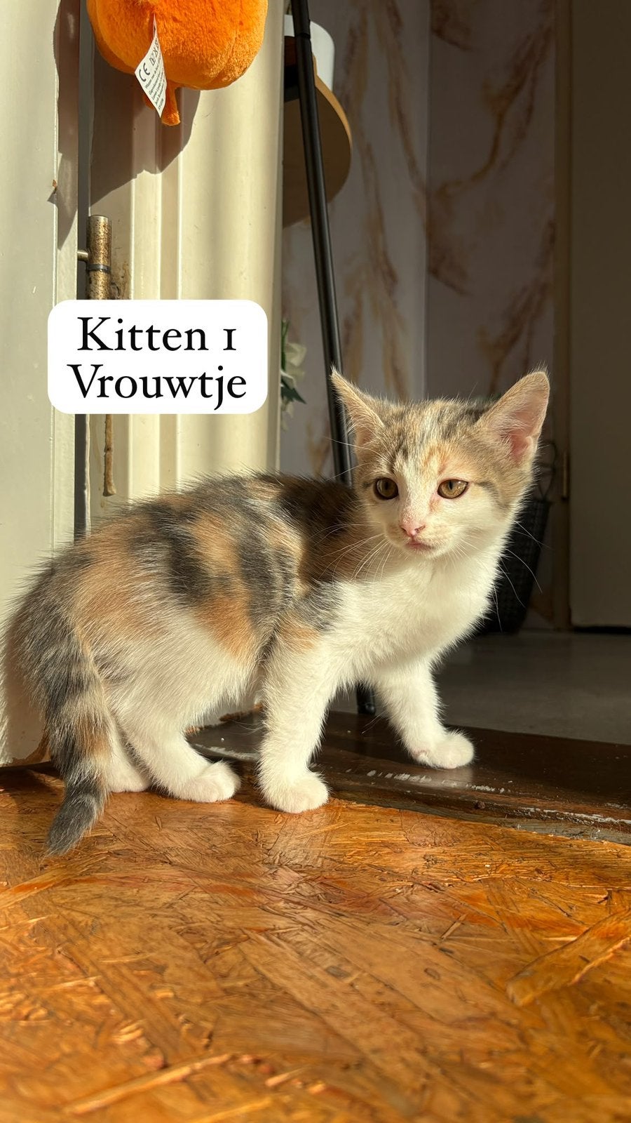 4 Europese korthaar kittens, Meerdere dieren, Kortharig, 0 tot 2 jaar