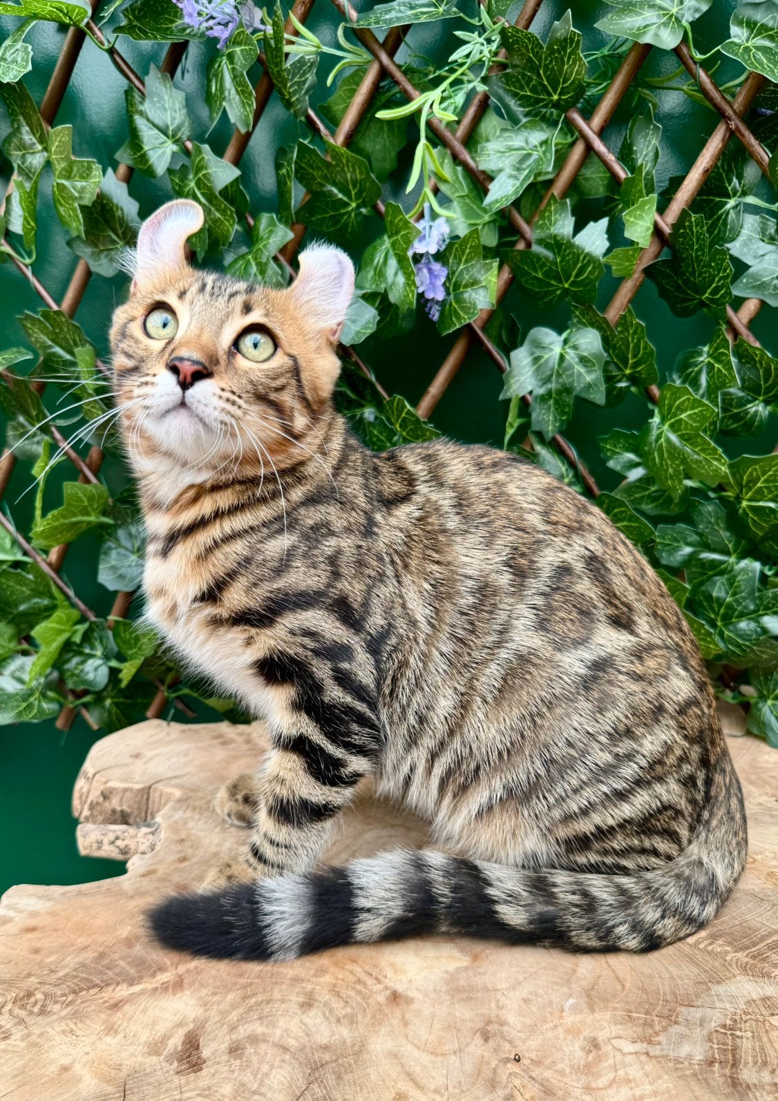 American curl kittens met fantastisch karakter | stamboom, Meerdere dieren, 0 tot 2 jaar