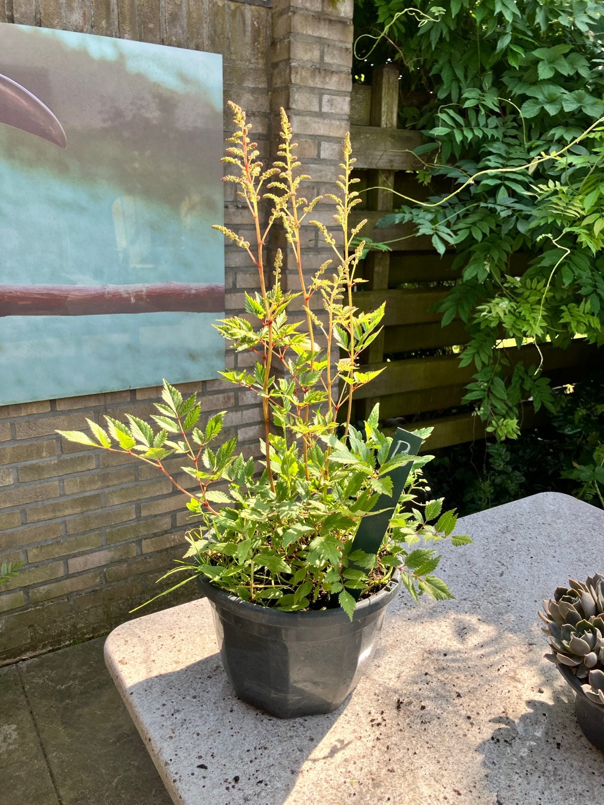 Astilbe in diverse kleuren - Vaste plant voor schaduw, Tuin en Terras, Planten | Tuinplanten, Vaste plant, Halfschaduw, Zomer
