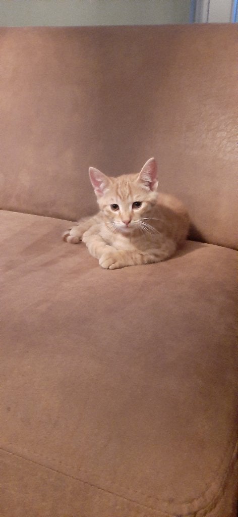 te koop kittens, Dieren en Toebehoren, Katten en Kittens | Raskatten | Korthaar, Meerdere dieren, Ontwormd, 0 tot 2 jaar