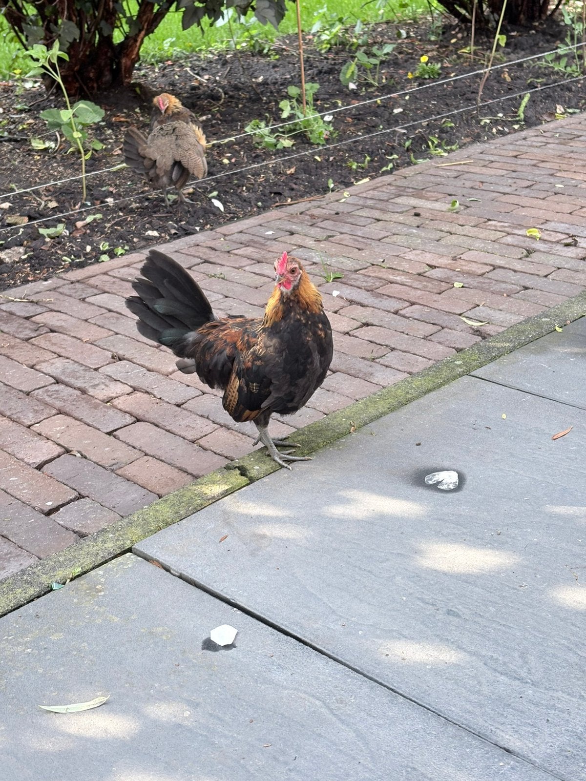 Hollandse kriel, haan, Dieren en Toebehoren, Pluimvee, Meerdere dieren, Kip