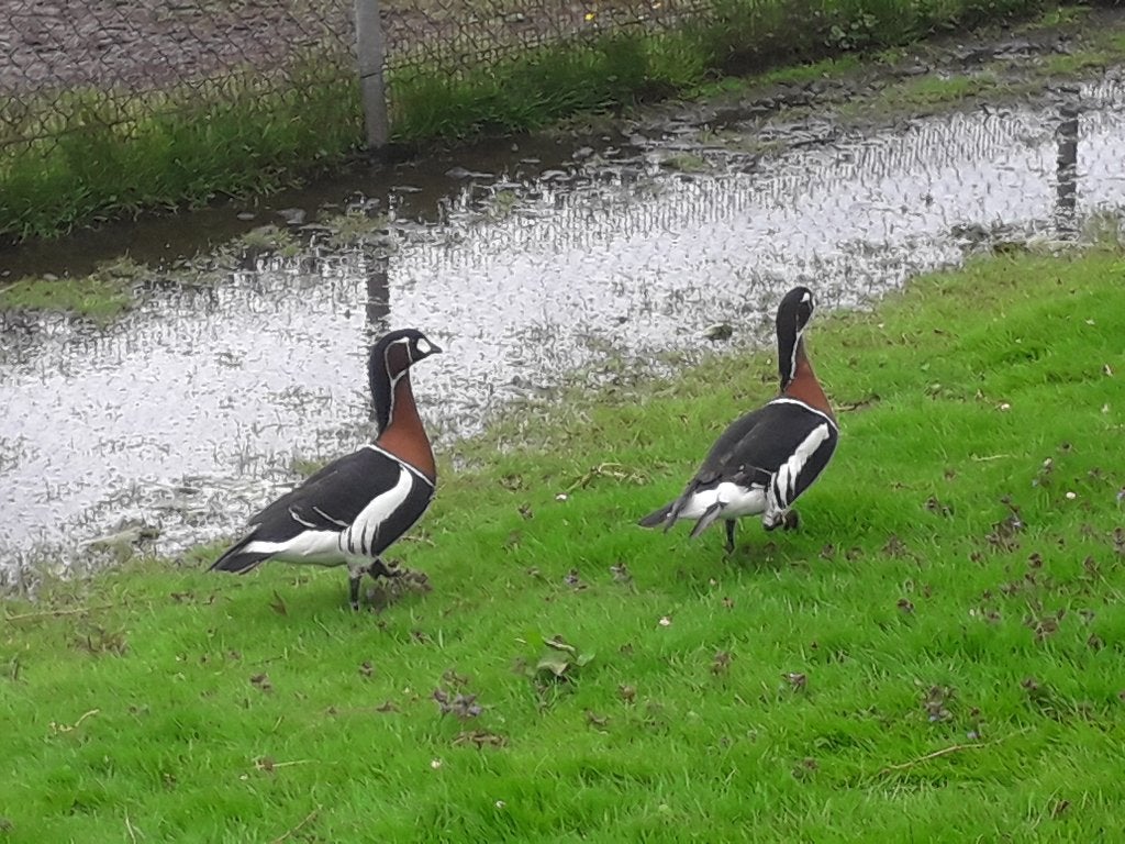 Siereenden, ganzen, kippen enz., Dieren en Toebehoren, Meerdere dieren, Eend