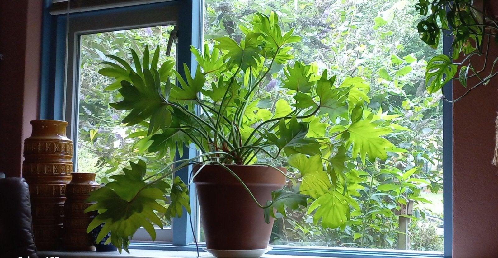 Prachtige grote gezonde Philodendron Xanadu kamerplant, Ophalen, Overige soorten, In pot, Minder dan 100 cm