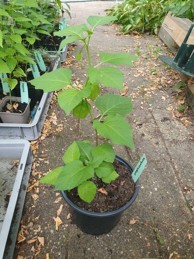 lampionplant, Tuin en Terras, Volle zon, Vaste plant, Herfst, Ophalen