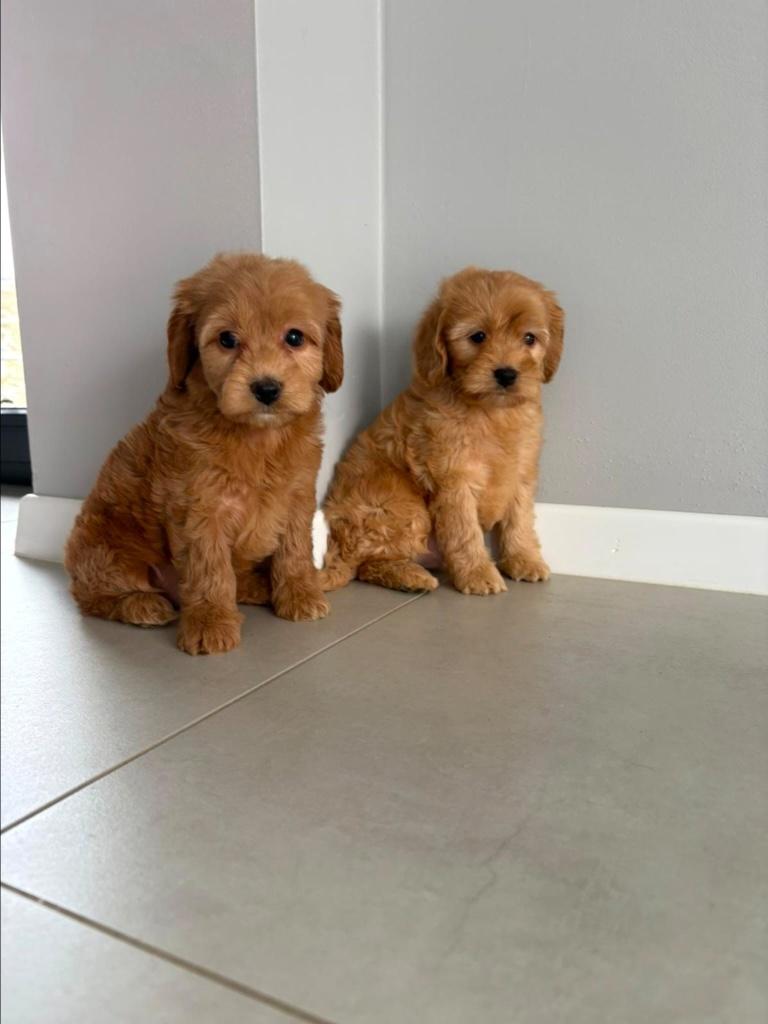 Cockapoo pups, 15 weken tot 1 jaar, Buitenland, Parvo, Meerdere