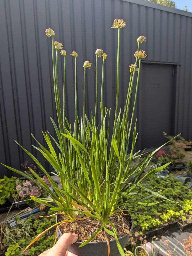 Allium 'Millenium' (Sierui) – 2 liter pot, Volle zon, Vaste plant, Zomer, Ophalen