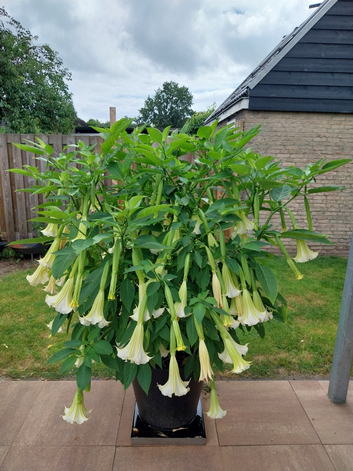 Witte Trompetplant (Brugmansia) - 2 meter hoog, Tuin en Terras, Planten | Tuinplanten, Ophalen, Zomer, Vaste plant, Volle zon