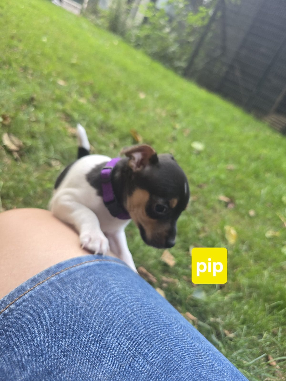 Zuivere Boerenfox pups zoeken nieuw mandje, Parvo, Jack Russell Terriër, 8 tot 15 weken, Meerdere